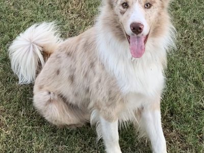 Border Collie – Gleneagle