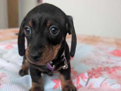 Dachshund – Alkimos