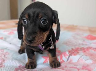 Dachshund – Alkimos