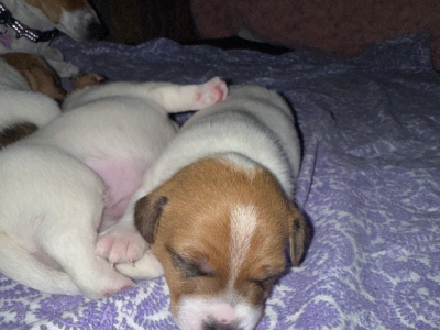 Jack Russell – Meringandan