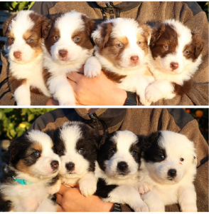 Australian Shepherd – Latrobe