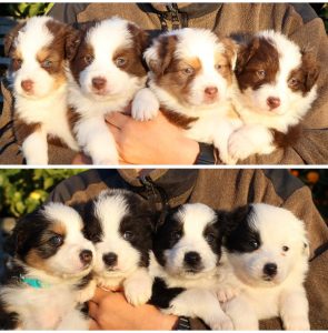 Australian Shepherd – Latrobe