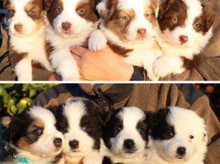 Australian Shepherd – Latrobe