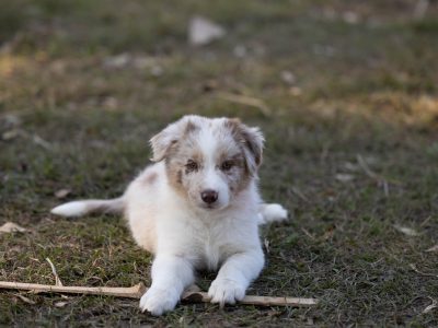 Border Collie – Cambroon