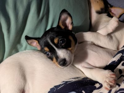 Dogs – East Popanyinning