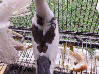 Pigeons – Stretton