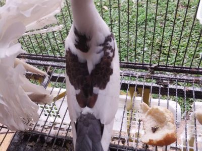 Pigeons – Stretton