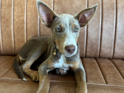 Australian Kelpie – Cronulla