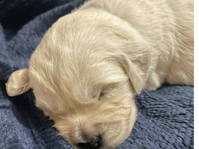 Golden Retriever – Currumbin Valley