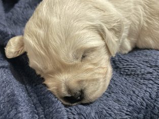 Golden Retriever – Currumbin Valley