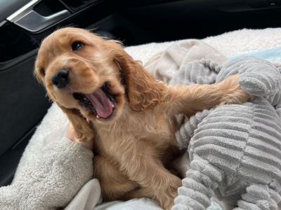 Cocker Spaniel – Sydney