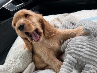 Cocker Spaniel – Sydney