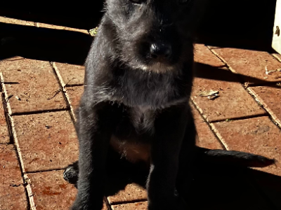 Australian Cattle Dog – Harston