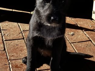 Australian Cattle Dog – Harston