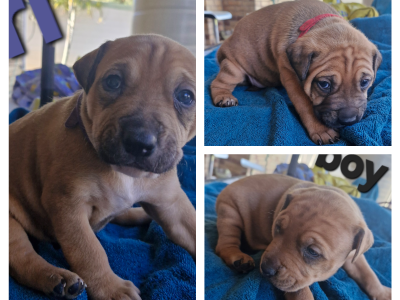 Staffordshire Bull Terrier – Banksia Beach