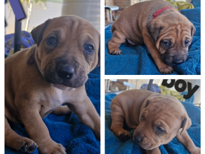 American Staffordshire Bull Terrier – Banksia Beach