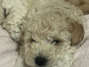 Cavoodle – Greenwood