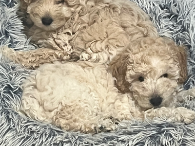 Cavoodle – Greenwood