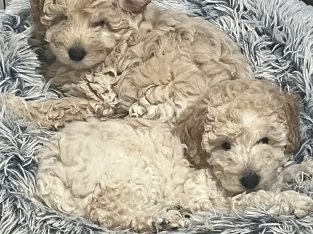 Cavoodle – Greenwood