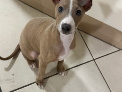 Italian Greyhound – Glenwood
