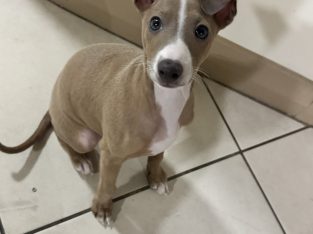 Italian Greyhound – Glenwood