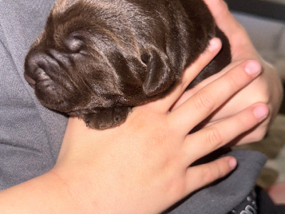 Labrador Retriever – Broken Hill