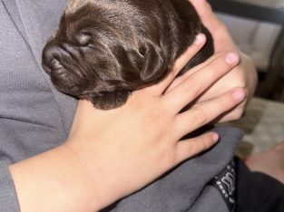 Labrador Retriever – Broken Hill