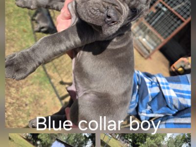 Neapolitan Mastiff – Jandowae