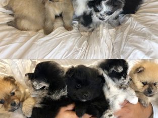 Pomeranian – Kawungan