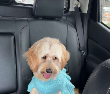 Cavoodle – Roxburgh Park