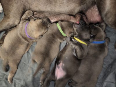 American Staffordshire Bull Terrier – Kelmscott