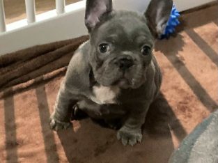 French Bulldog – One Mile
