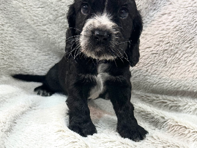 Cockalier – Ripley