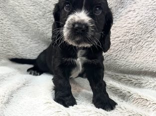 Cockalier – Ripley