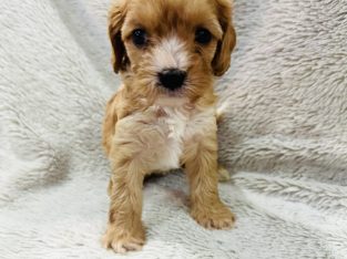 Cavoodle – Ripley