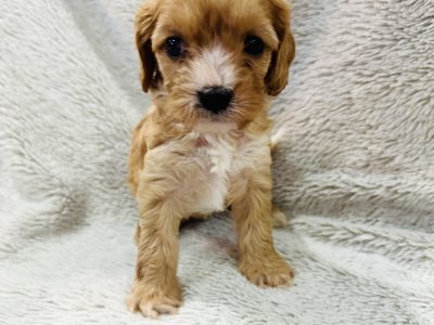 Cavoodle – Ripley