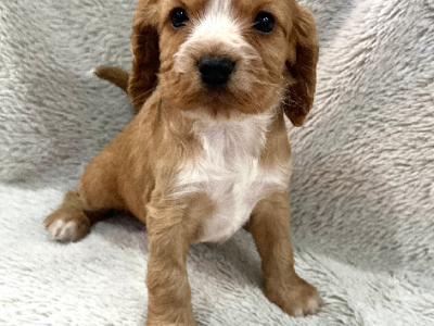 Other Dogs – Ripley