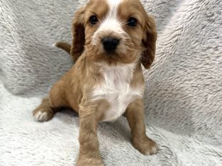 Other Dogs – Ripley