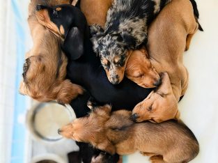 Dachshund – Ballarat