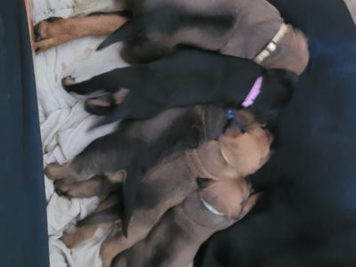 Rottweiler – Popanyinning