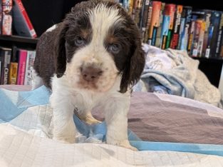 English Springer Spaniel – Logan Reserve