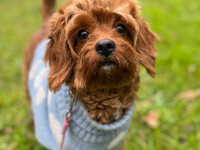 Cavoodle – Blacktown