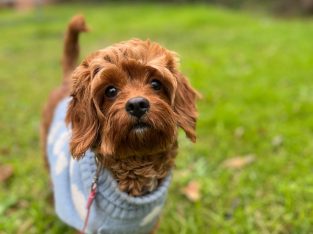 Cavoodle – Blacktown