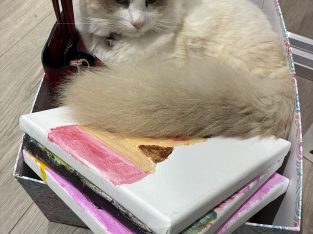 Ragdoll – Gilles Plains