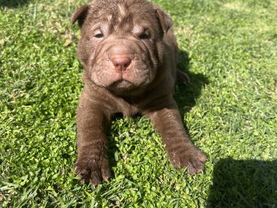 Shar Pei – Cotswold Hills
