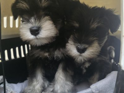 Schnauzer (Miniature) – Wilton