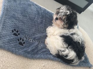 Maltese Shih Tzu – Balga