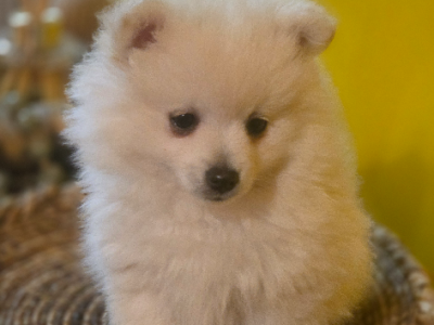 Pomeranian – Kearns