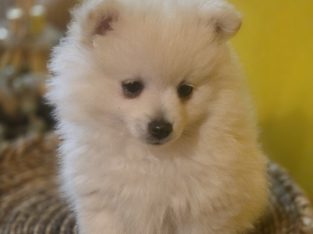 Pomeranian – Kearns