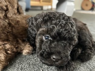 Moodle – Slacks Creek